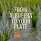Albufera Rice 1kg
