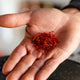 La Mancha Saffron DOP (1 g)